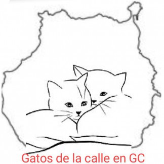 GATOS DE LA CALLE EN GRAN CANARIA